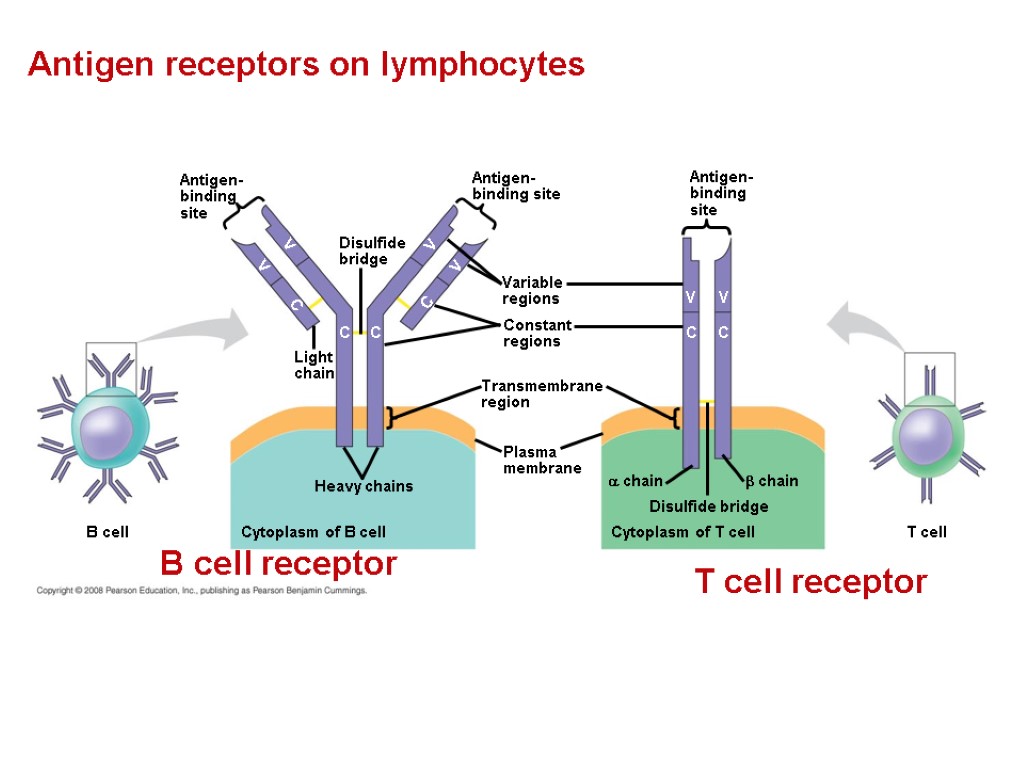 Antigen receptors on lymphocytes Antigen- binding site Antigen- binding site Antigen- binding site Disulfide